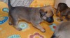 Belgický ovčák - Malinois 474551_t.jpg