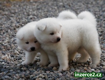 Akita inu šteňatá_1 474725_1.jpg