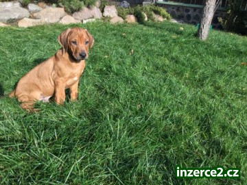 Rhodéský Ridgeback_1 475051_1.jpg