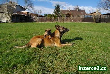Belgický ovčák - Malinois_2 475519_2.jpg
