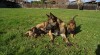 Belgický ovčák - Malinois 475519_t.jpg