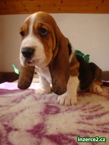 Basset hound, Basset, Baset_1 475645_1.jpg