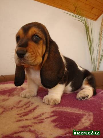 Basset hound, Basset, Baset_2 475645_2.jpg