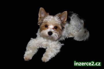 Máme nádherného psa Biewer Yorkshire Terrier s papírama na připuštění_1 476062_1.jpg
