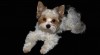 Máme nádherného psa Biewer Yorkshire Terrier s papírama na připuštění 476062_t.jpg