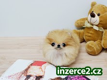 Pomeranian_1 476380_1.jpg