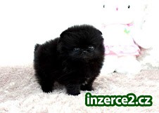 Pomeranian štěňata_1 476381_1.jpg