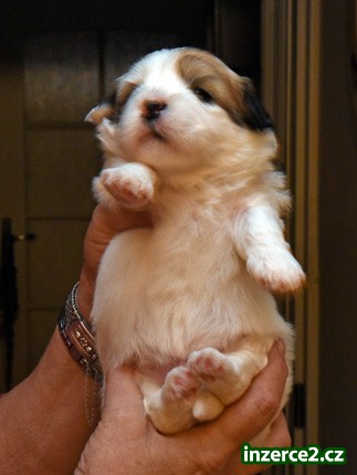 Coton de Tuléar_1 476418_1.jpg