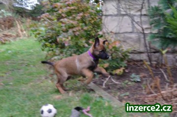 Belgický ovčák - Malinois_1 476472_1.jpg