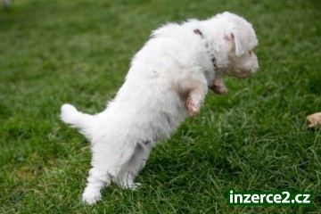 Coton de Tuléar s PP_2 476509_2.jpg