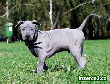 Thajský ridgeback modrý_1 476760_1.jpg