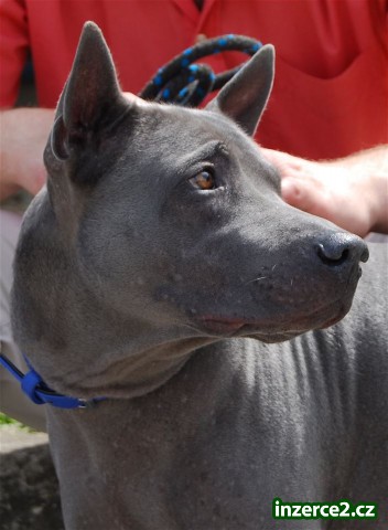 Thajský ridgeback modrý_2 476760_2.jpg