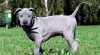 Thajský ridgeback modrý 476760_t.jpg