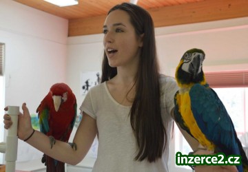 Modrá a zlatá papoušek papoušci s papíry_1 478265_1.jpg
