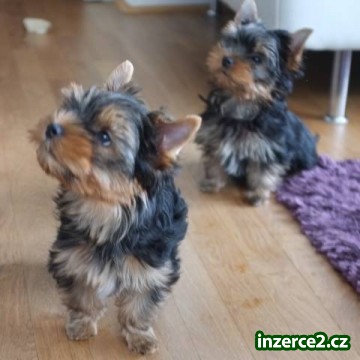Yorkshire terrier - Krásná a zdravá štěňátka s PP_1 479121_1.jpg