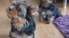 Yorkshire terrier - Krásná a zdravá štěňátka s PP 479121_t.jpg