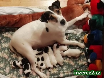 Štěňata Parson Russell Terrier s PP- prodej_1 479272_1.jpg