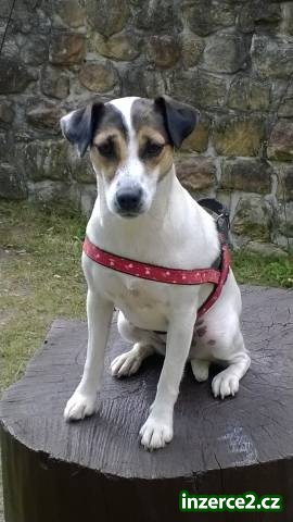 Štěňata Parson Russell Terrier s PP- prodej_2 479272_2.jpg