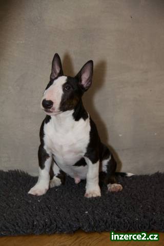 Miniaturní bullterier_1 480188_1.jpg