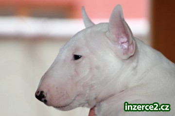 Miniaturní bullterier_1 480210_1.jpg