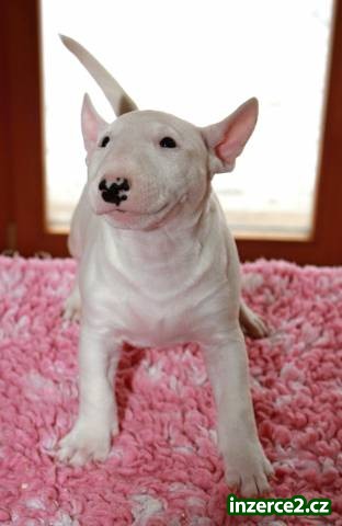 Miniaturní bullterier_2 480210_2.jpg