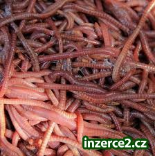 Kalifornské žížaly do vaší zahrady_2 480376_2.jpg