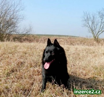 Šiperka_1 481715_1.jpg