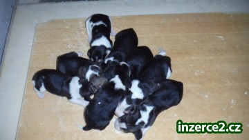 Štěňata beagle_1 482664_1.jpg