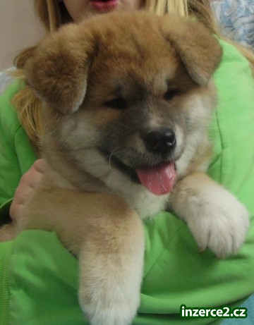 Akita inu štěňátko s PP_1 48364_1.jpg