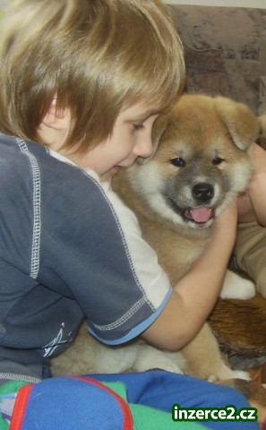 Akita inu štěňátko s PP_2 48364_2.jpg
