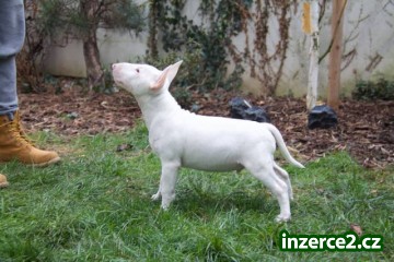 Miniaturní bulteriér s PP_1 484168_1.jpg