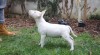 Miniaturní bulteriér s PP 484168_t.jpg