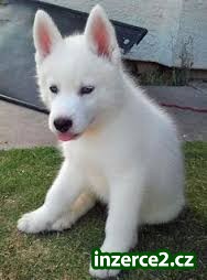 Sibiřský husky na prodej bez PP_1 484261_1.jpg