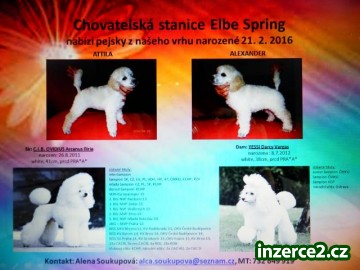 PUDL STŘEDNÍ BÍLÝ - ŠTĚŇATA PEJSCI_1 484427_1.jpg