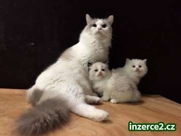koťata Ragdoll_1 484756_1.jpg
