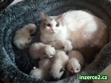 koťata Ragdoll_2 484756_2.jpg