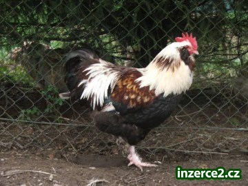 Líheň čistokrevné drůbeže z renomovaných chovů:_2 485870_2.jpg