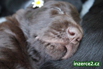 Flat coated retriever štěňata s PP ihned k odběru_1 486169_1.jpg