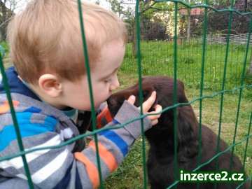 Flat coated retriever štěňata s PP ihned k odběru_2 486169_2.jpg