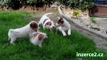 Predám šteniatka JRT s PP_1 486438_1.jpg