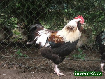 Líheň čistokrevné drůbeže z renomovaných chovů:_1 486907_1.jpg