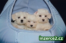 Maltézský psík - maltézáček_1 487046_1.jpg