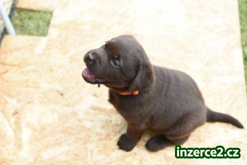 Labradorský retriver - čokoládový_1 487241_1.jpg