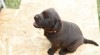 Labradorský retriver - čokoládový 487241_t.jpg