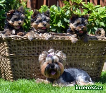 yorkshire terrier s PP, kluci_1 487264_1.jpg