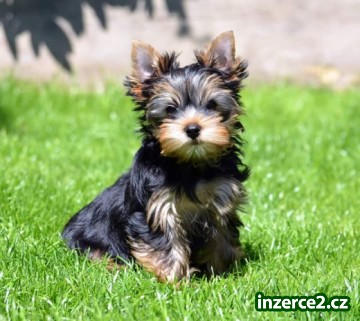 yorkshire terrier s PP, kluci_2 487264_2.jpg