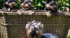 yorkshire terrier s PP, kluci 487264_t.jpg