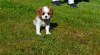 Kavalír King Charles Španěl 487310_t.jpg