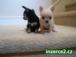 Zdravé C.H.I.H.U.A.H.U.A Puppie.s štěňata !!!_1 487320_1.jpg
