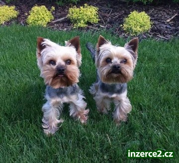 yorkshire terrier, dva kluci_1 487716_1.jpg